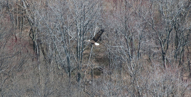 Golden Eagle flying through trees Golden Eagle flying through trees