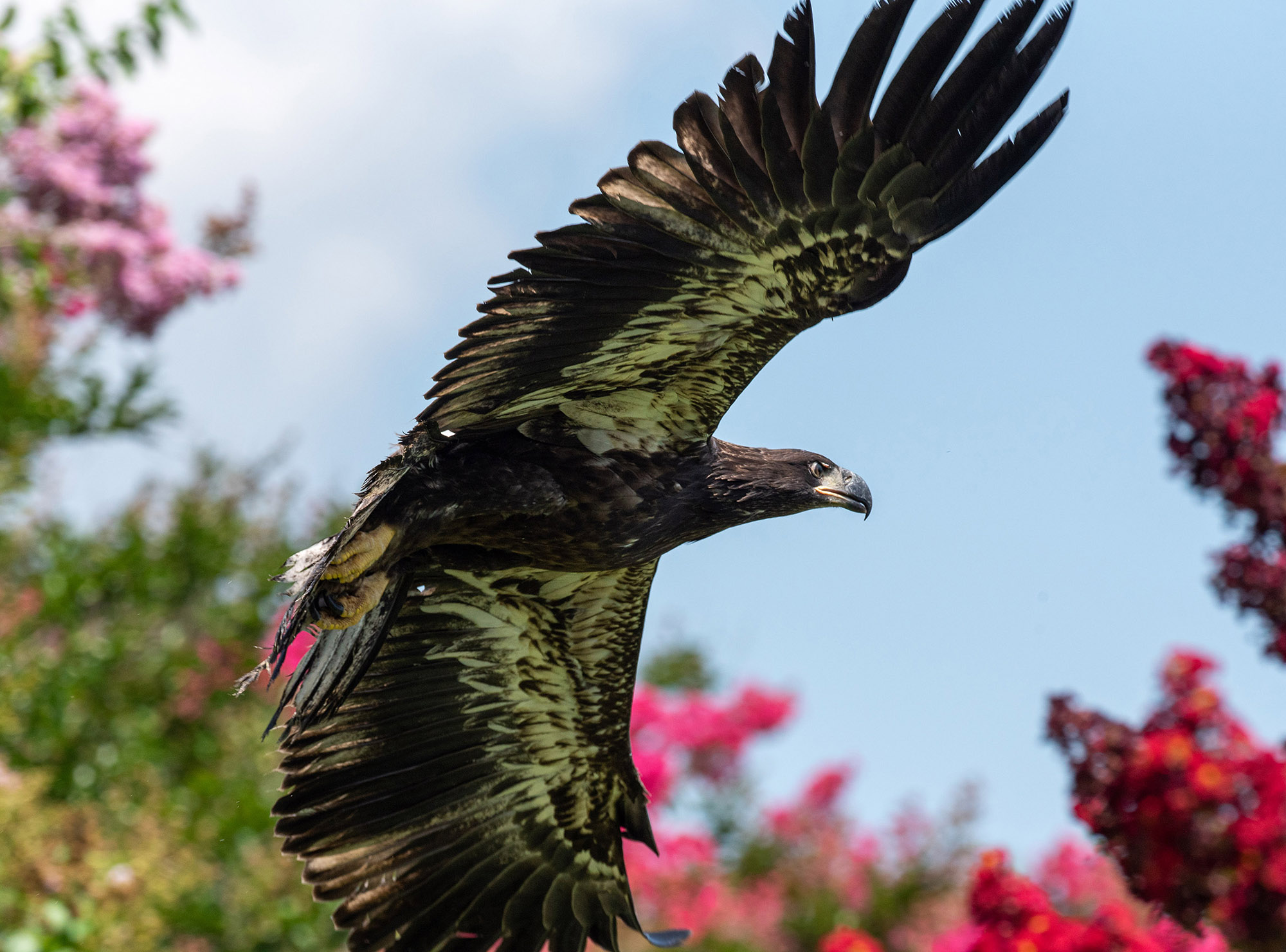 220804_Eagle_Release_Belvoir_0015-2.jpg