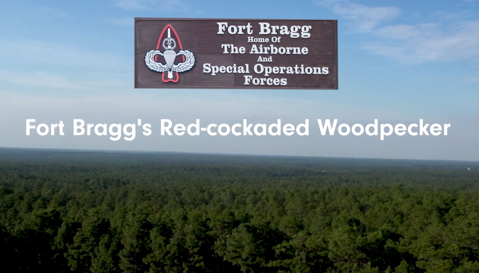 Fort Bragg's Red-cockaded Woodpecker.JPG