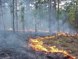 Prescribed burns are essential for training and the environment.