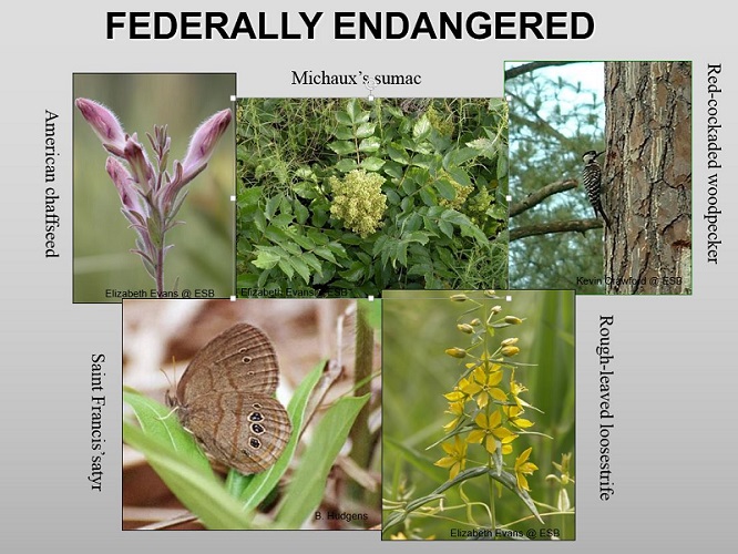 Fort Bragg's Endangered Species