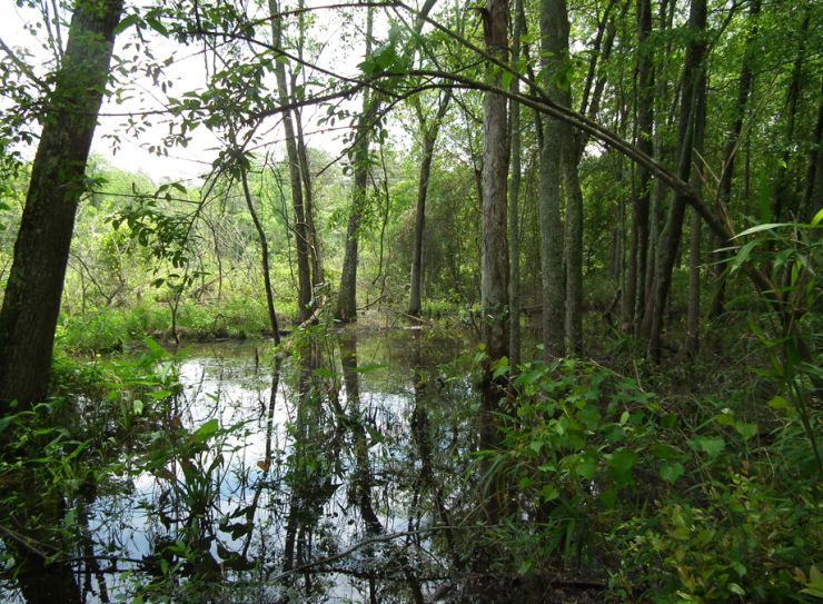 Wetland Restoration