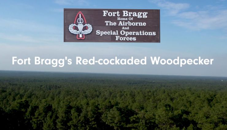 Fort Bragg's Red-cockaded Woodpecker.JPG