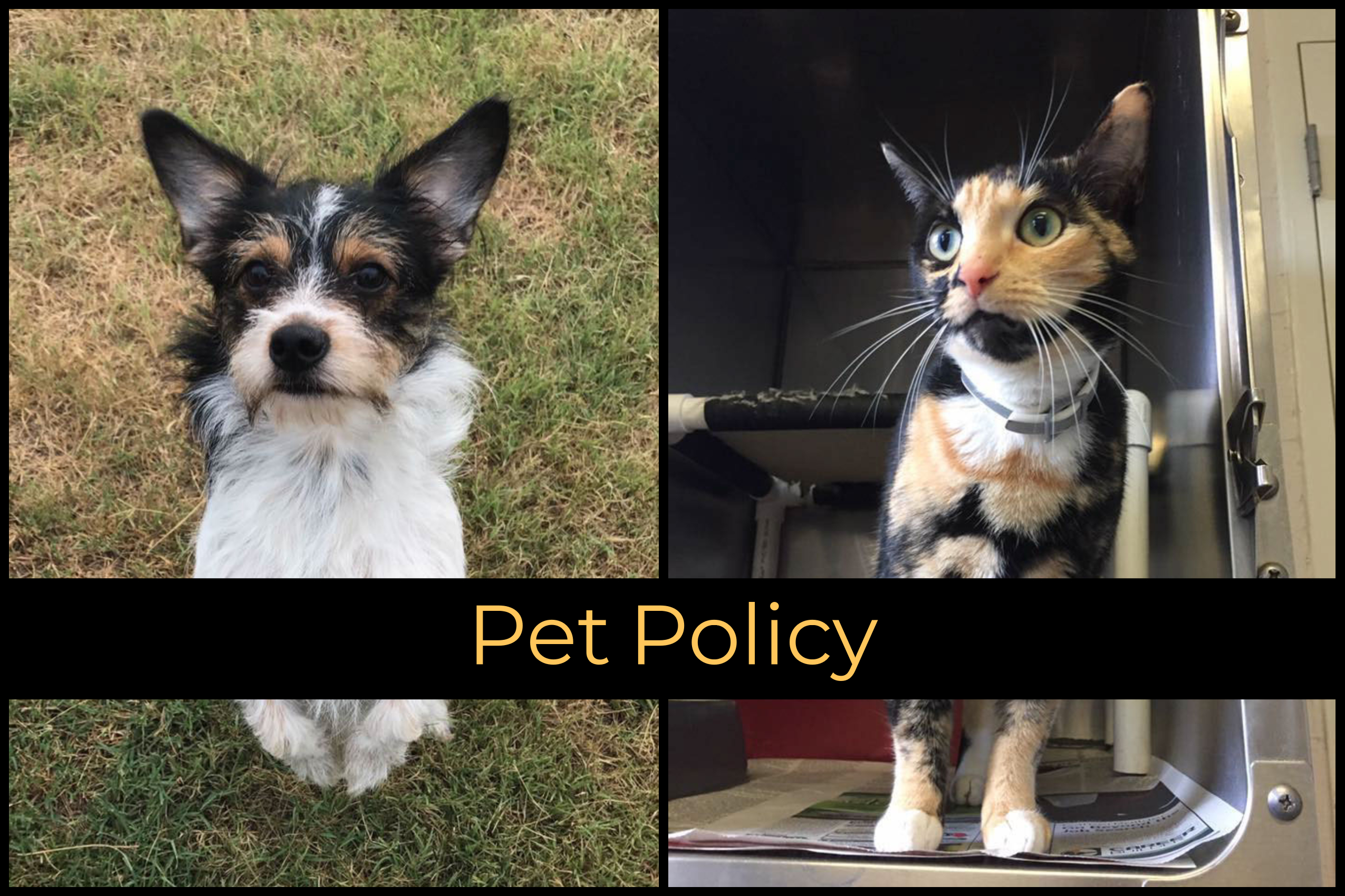 Pet Policy