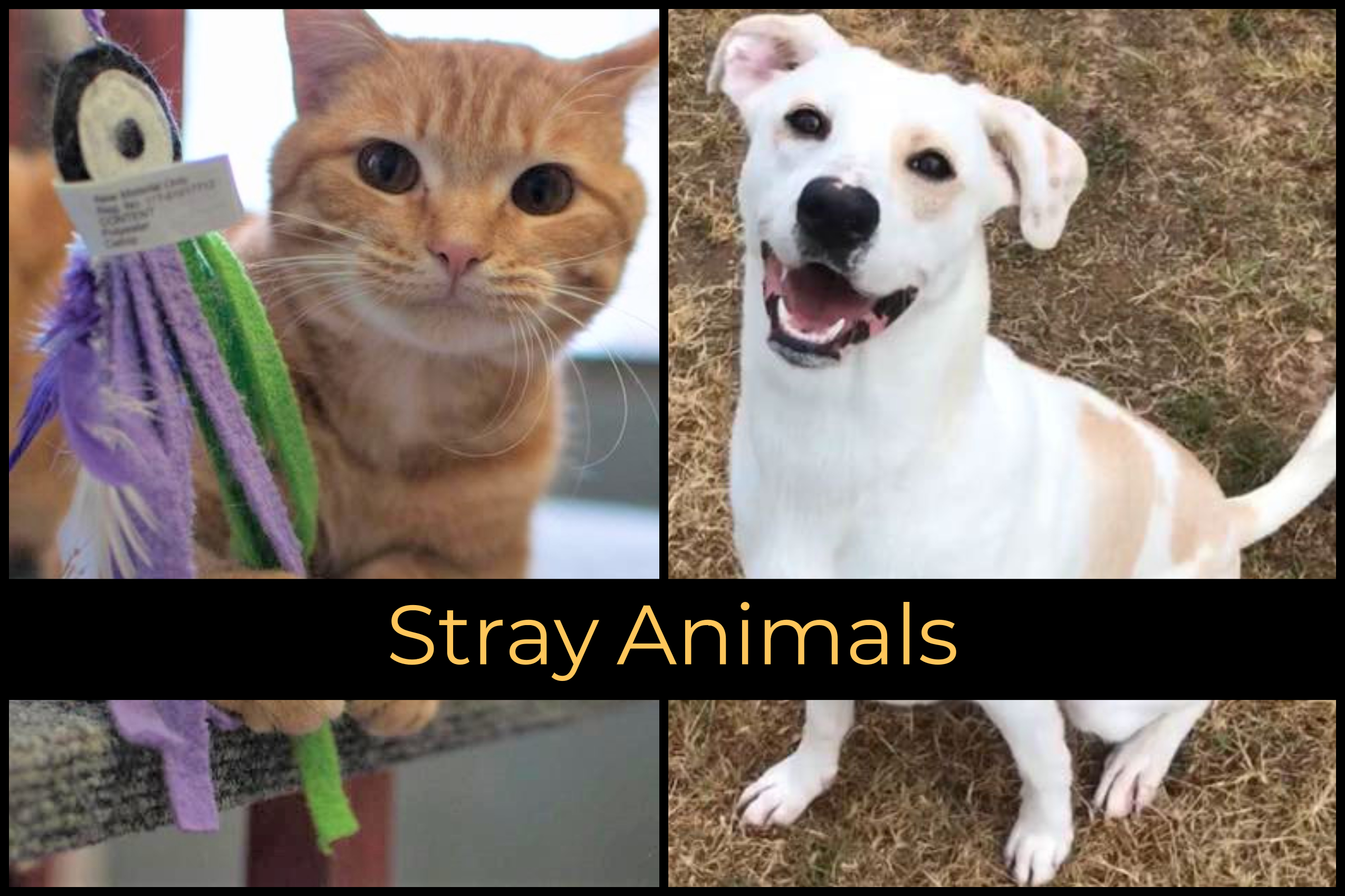 Stray Animals