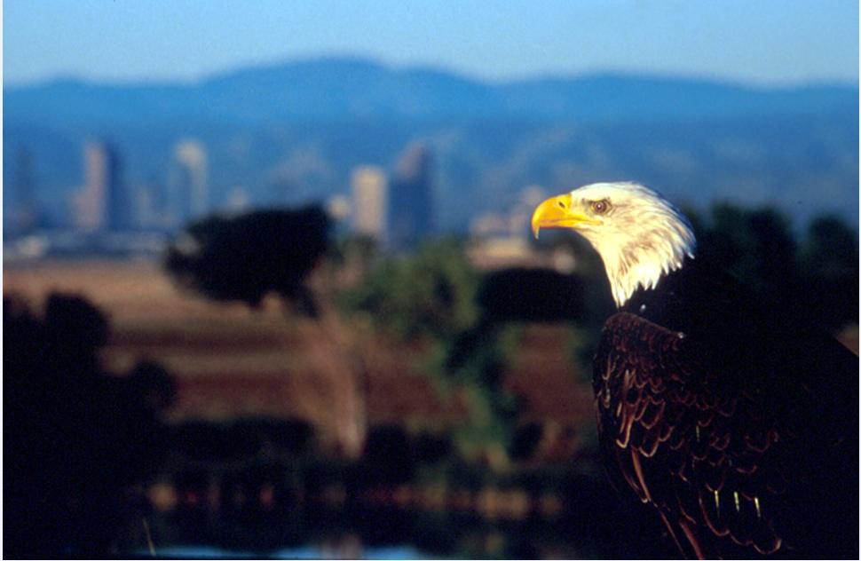 eagle.PNG
