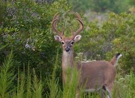 Deer Picture of Whitetail Deer