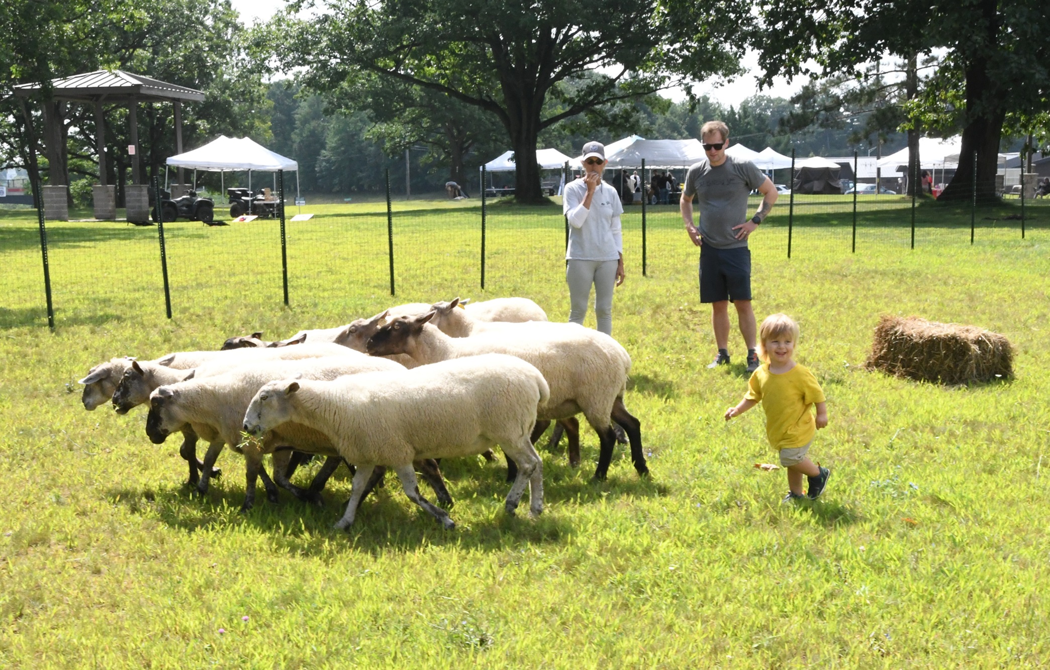 Youngster enjoys sheep-herding demonstration at 2024 Outdoor Adventure Day.