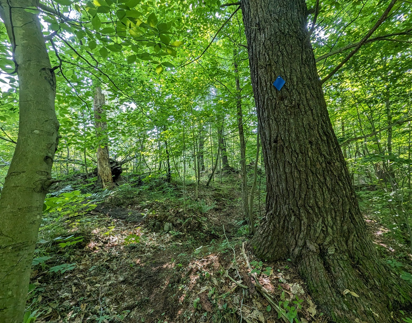 Hiking Trail wb.jpg