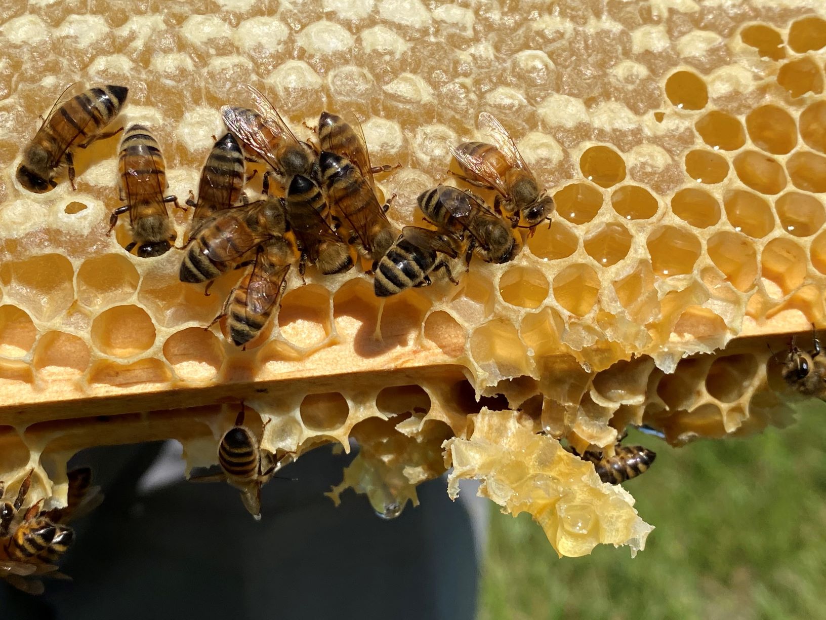 Bees - Summer 2021 2 wb.jpg