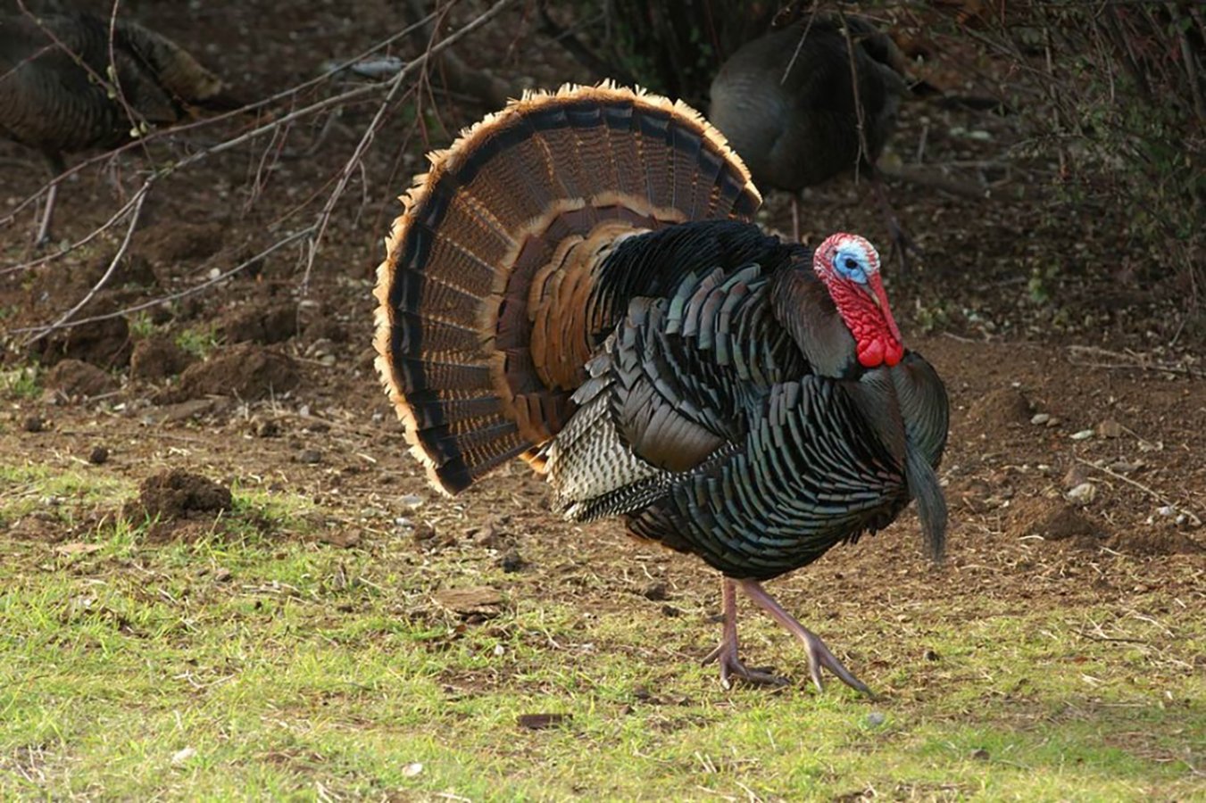 Turkey.jpg