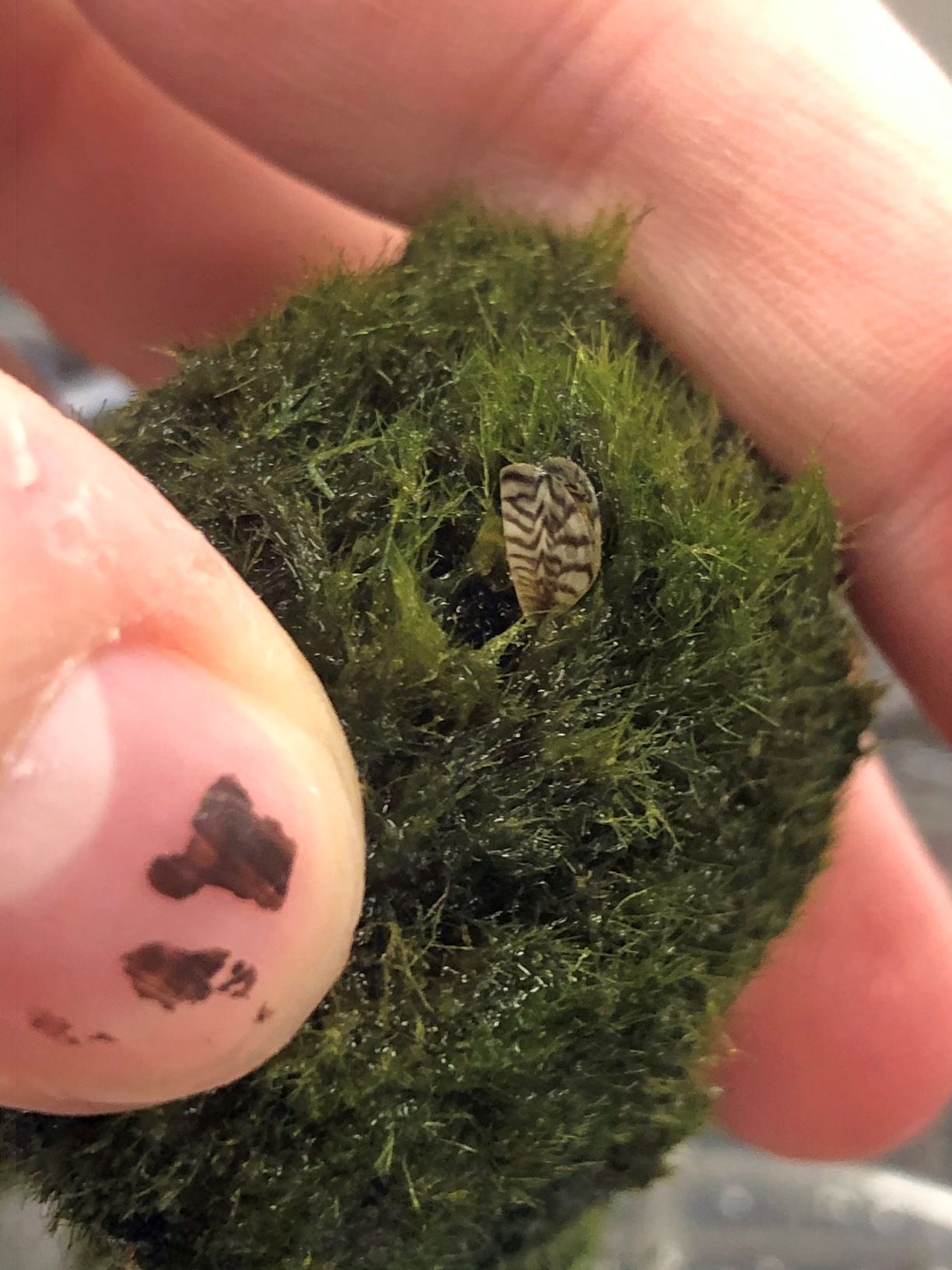 Moss ball - zebra mussels wb.jpg