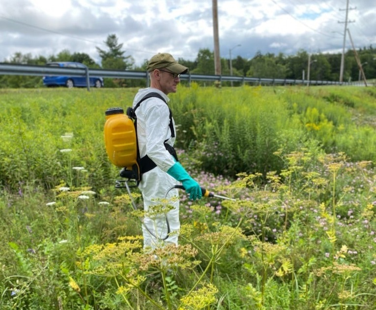 Wild parsnip spraying cr.jpg