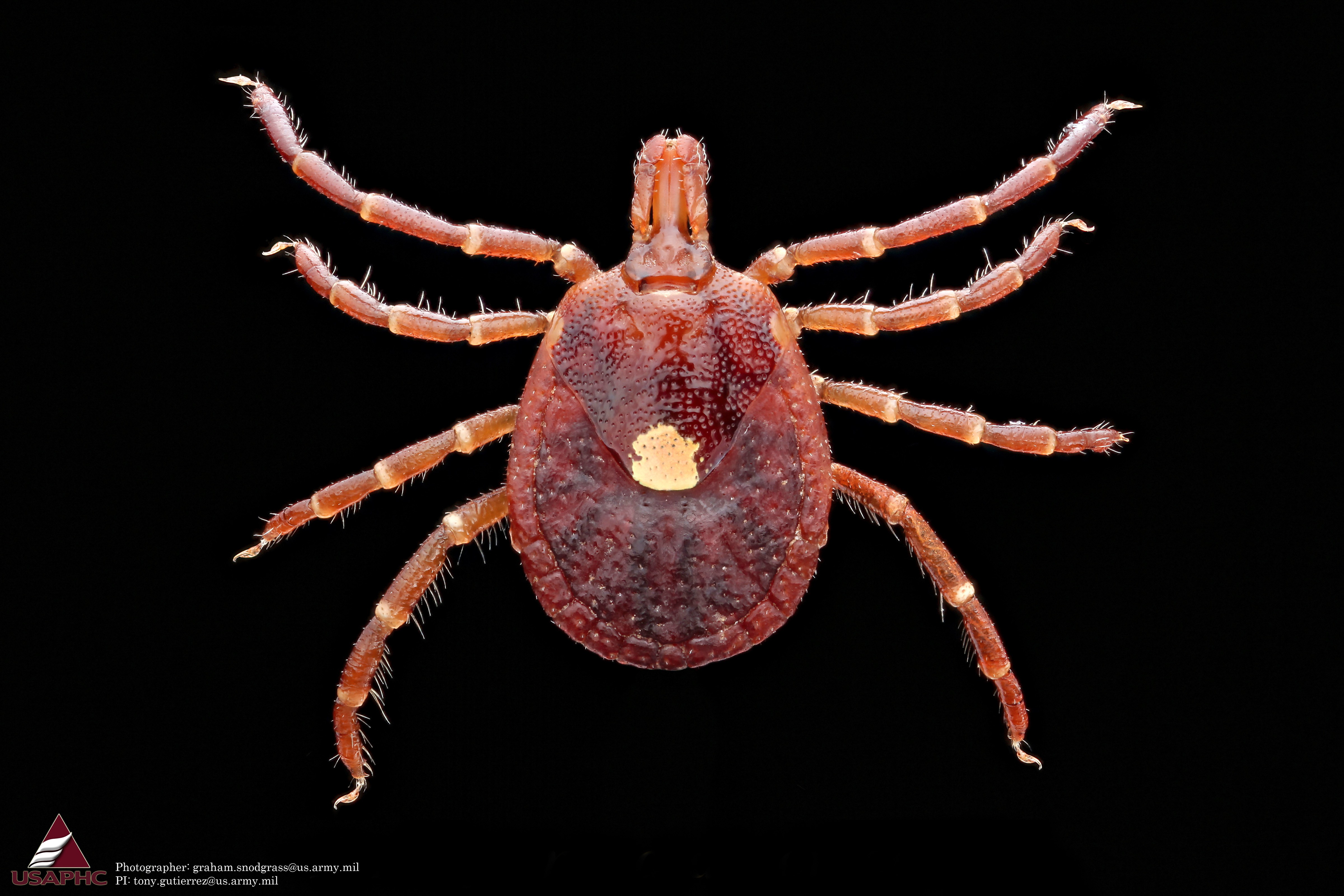AMEDD tick photo.jpg