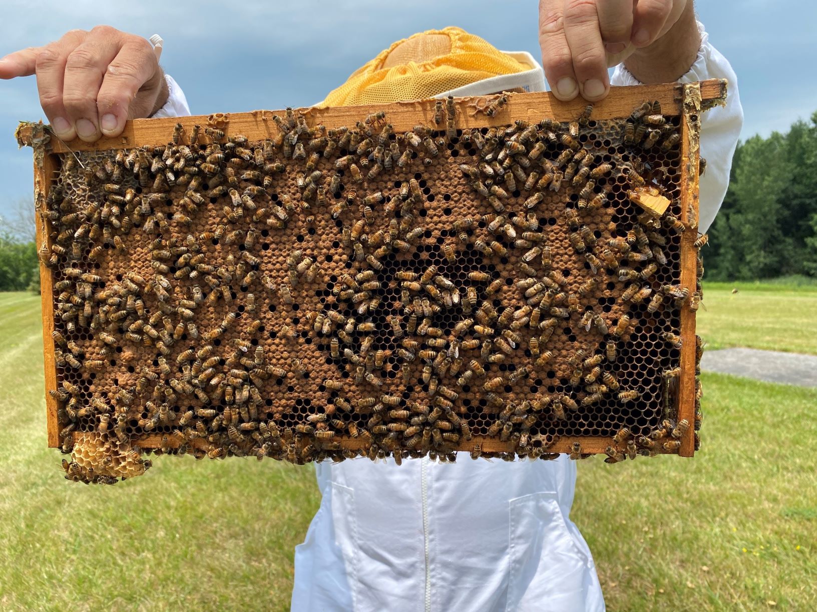 Bees - Summer 2021 1 wb.jpg