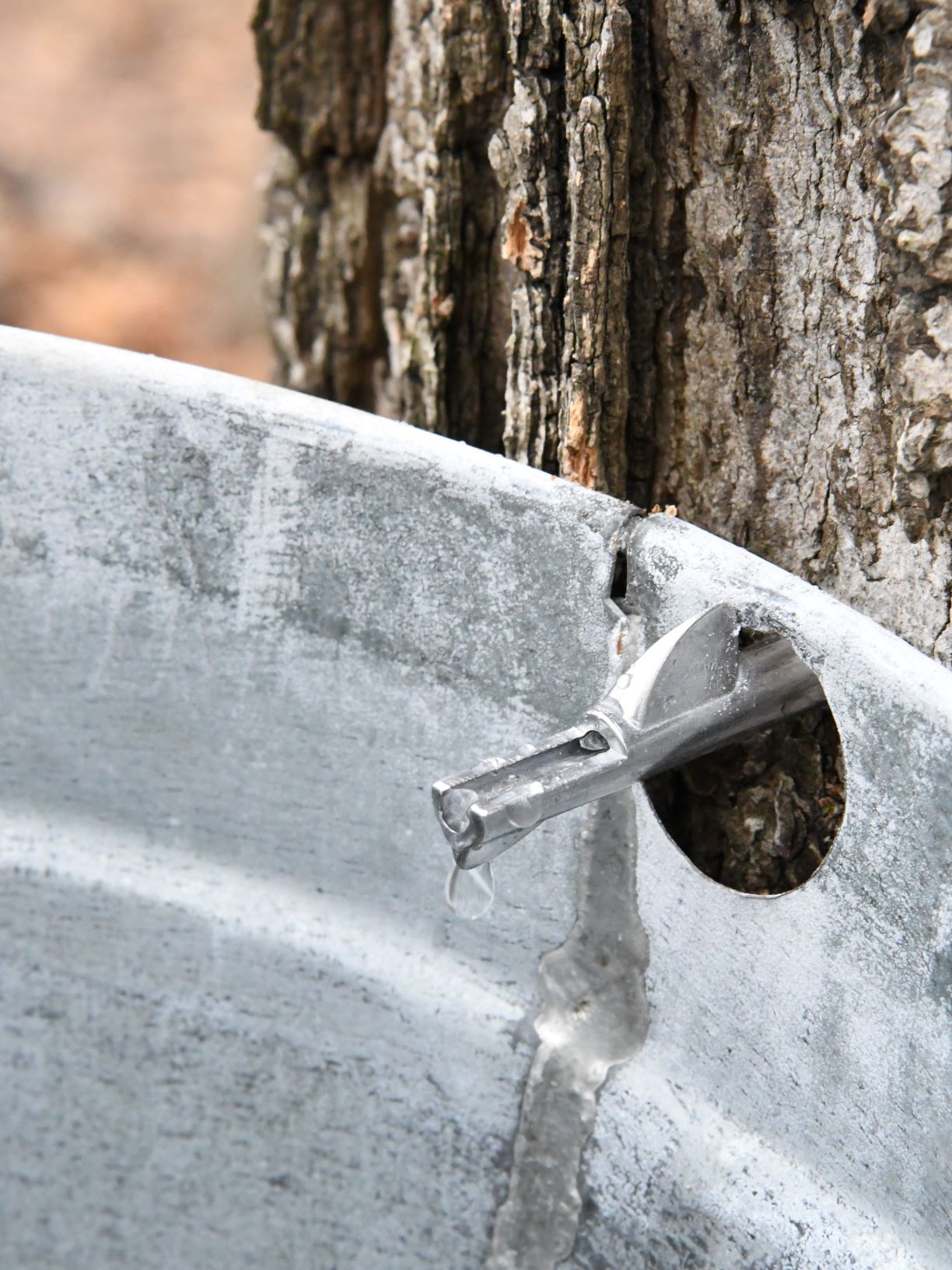Maple Days - sap dripping wb.jpg