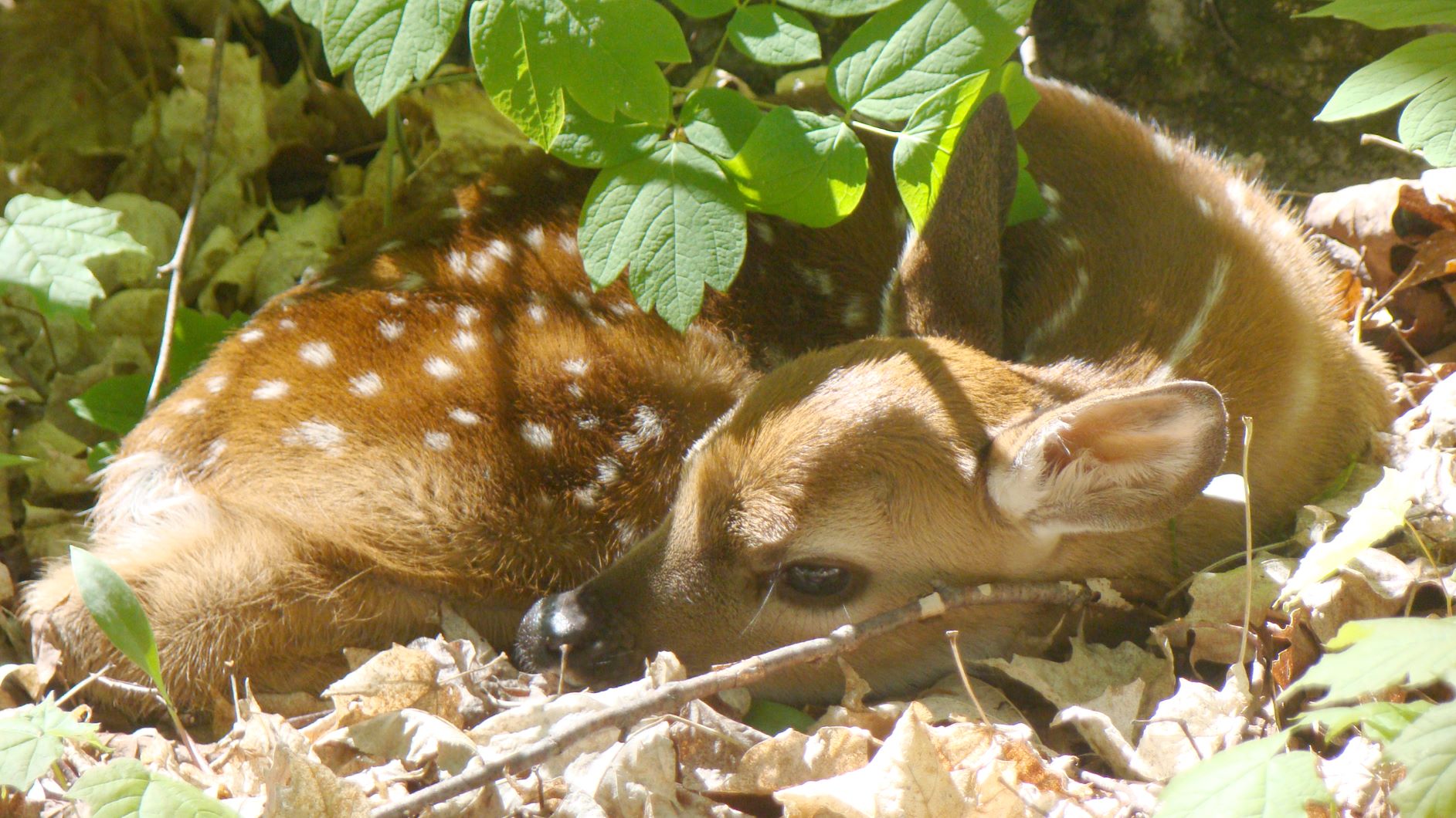 Fawn wb.jpg
