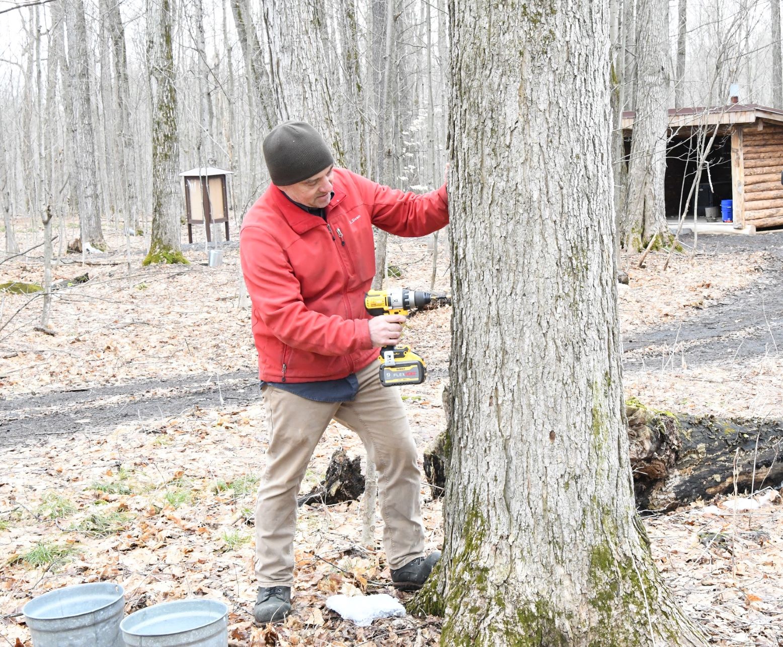 Maple Days - tapping trees wb.jpg