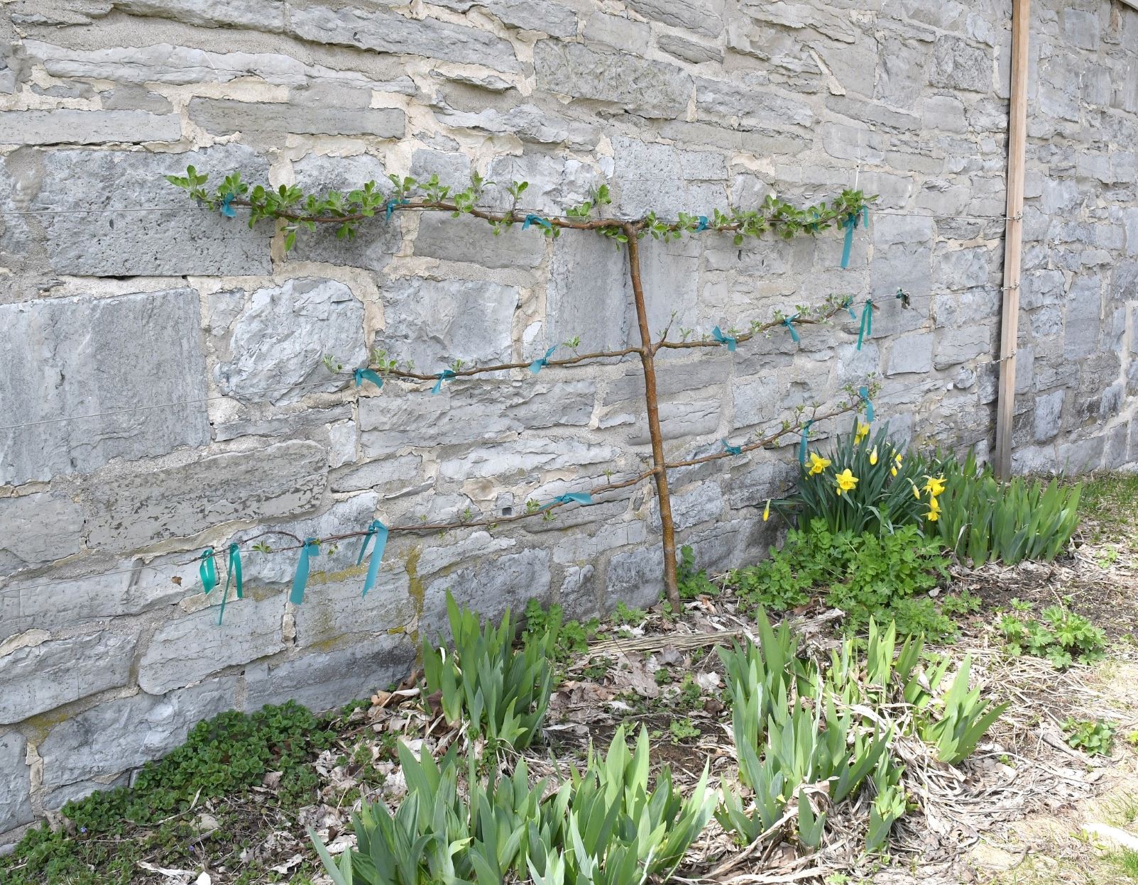 LeRay Mansion Espalier cr wb.jpg