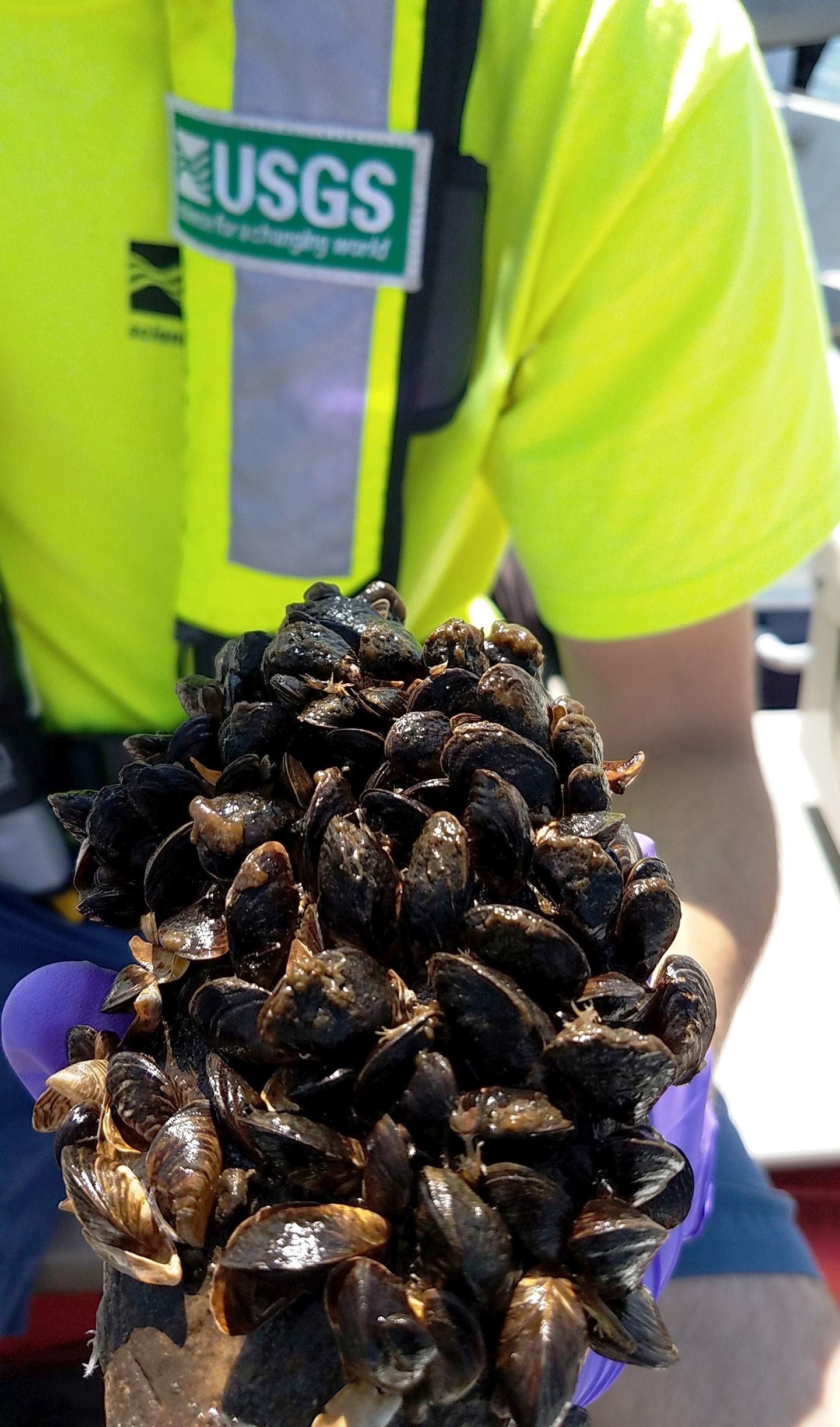Zebra mussels.jpg