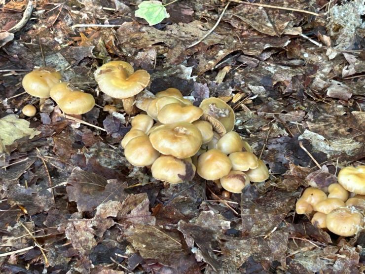 Wild Mushrooms