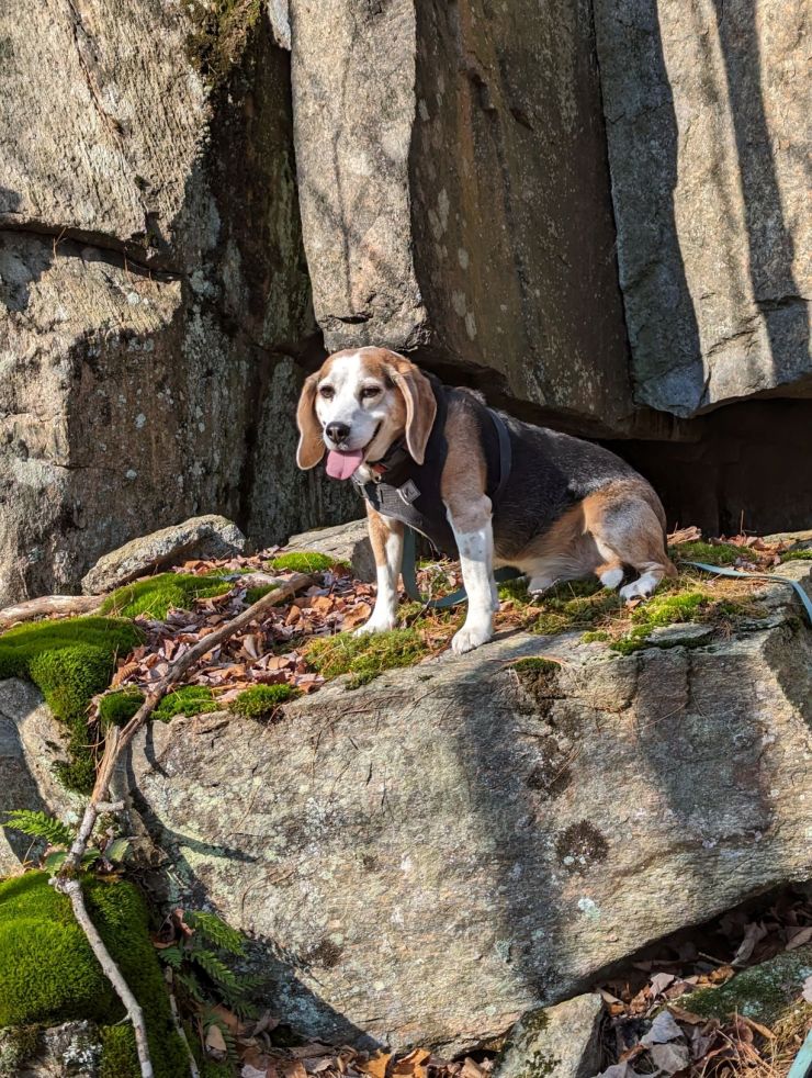 Hike with Fort Drum foresters 2 wb.jpg