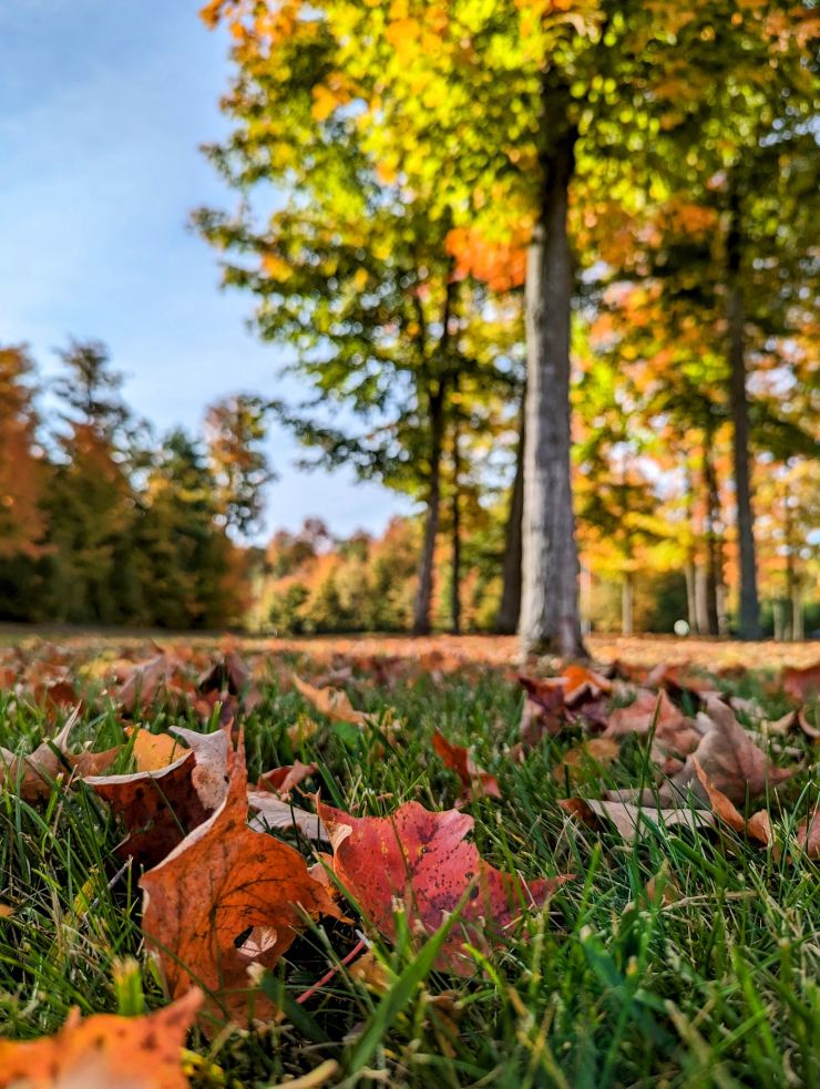 2023 Fort Drum fall foliage 9 sm.jpg