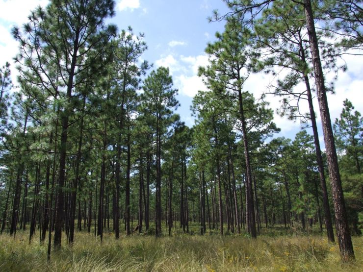 Longleaf_wiregrass.jpg