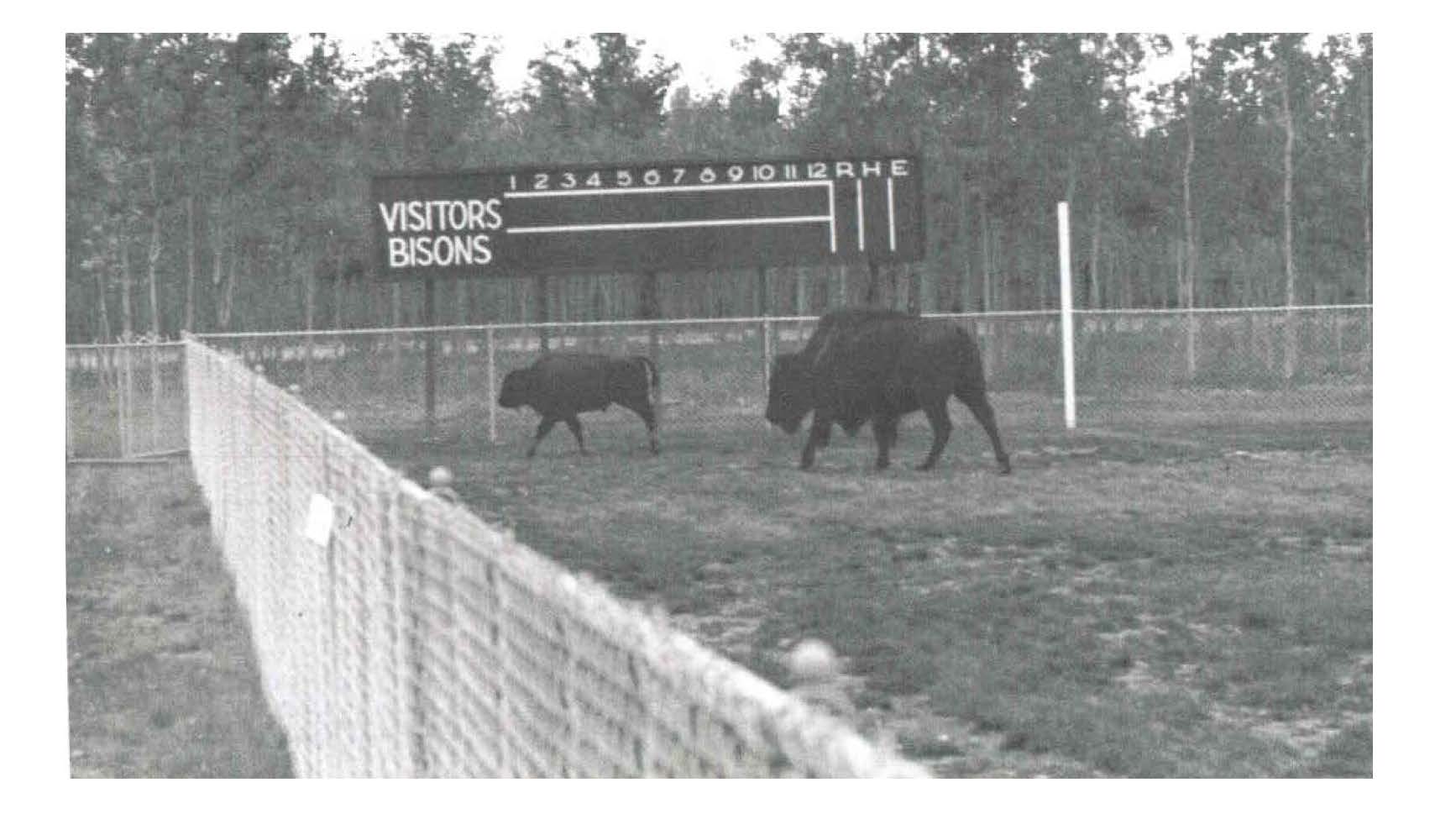 Delta Bison Herd