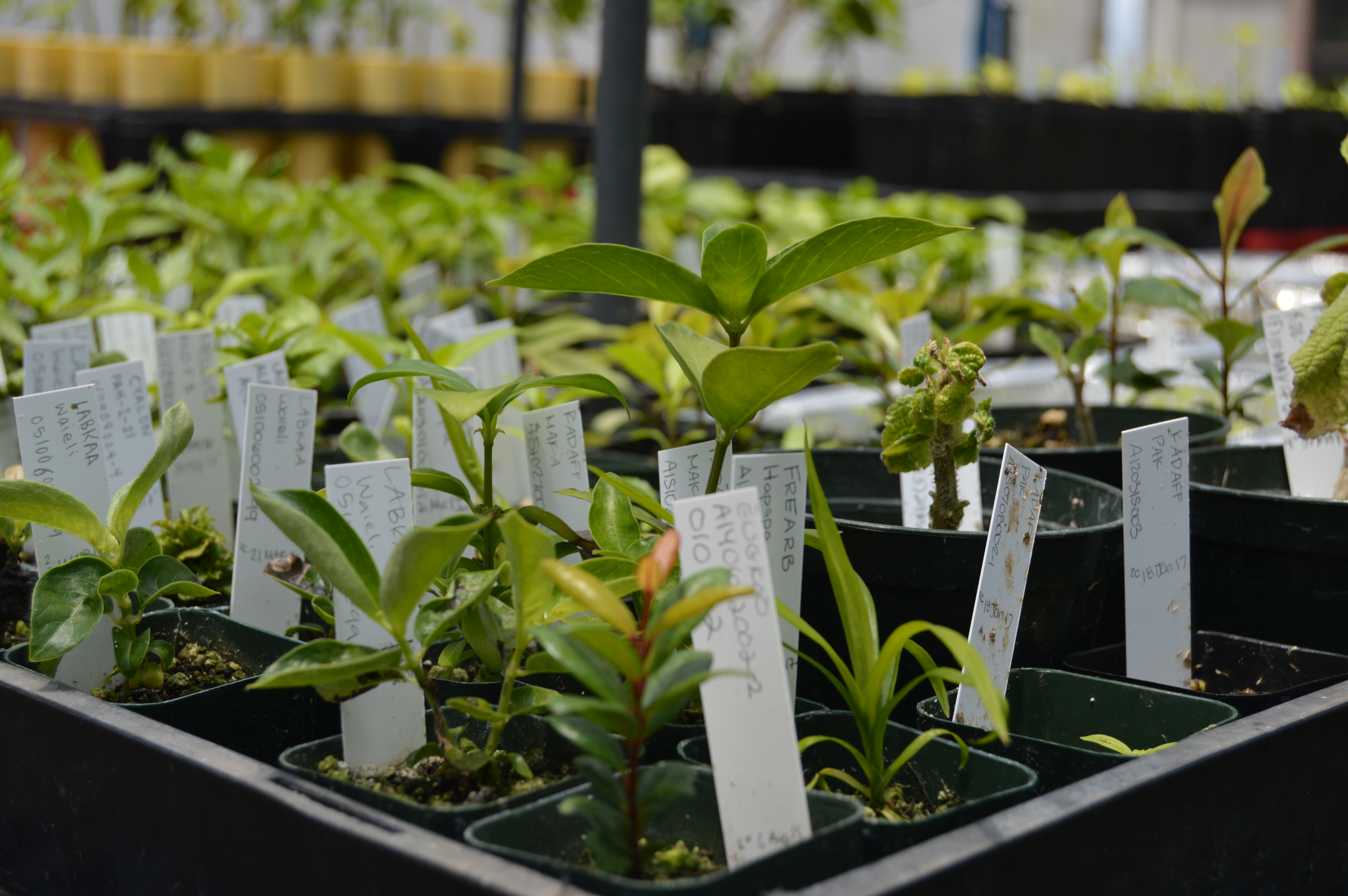 plant seedlings in Army greenhouse