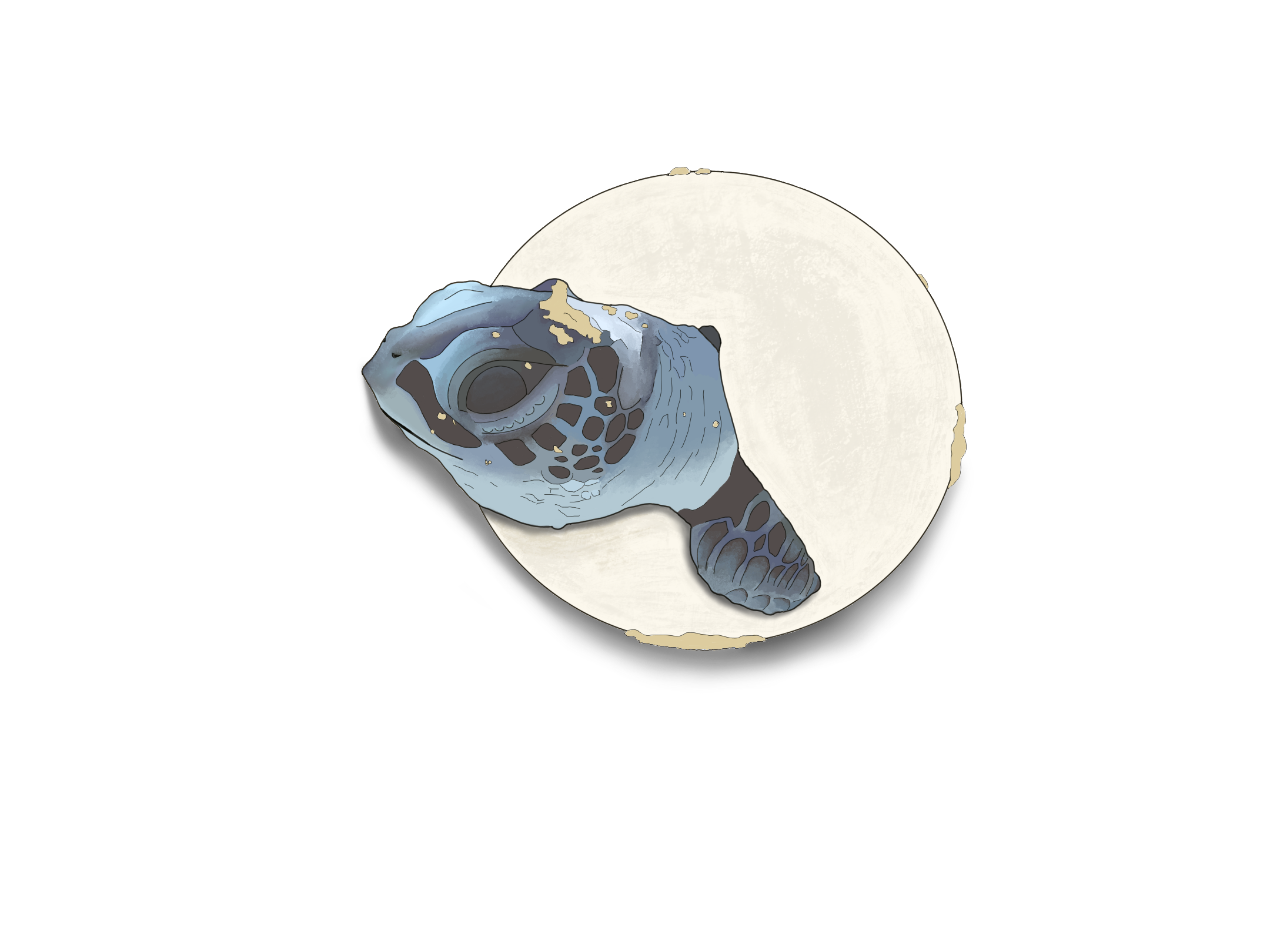 Turtle hatching