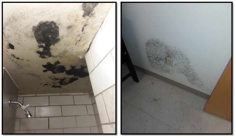Photos of widespread mold on walls