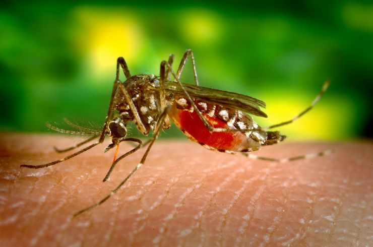 Stock image of a mosquito biting a human