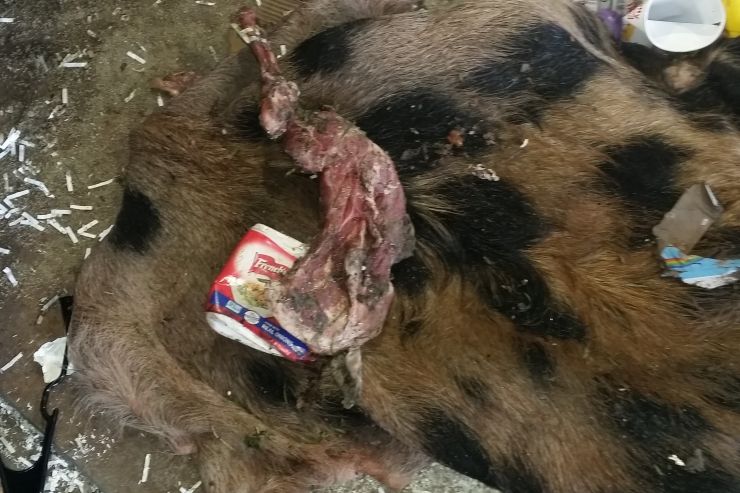 CONTAMINATION: ANIMAL CARCASS