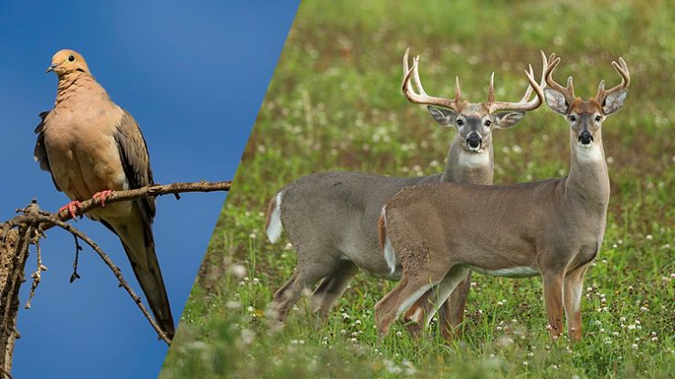 HOOD_DoveDeer.jpg