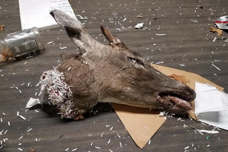 CONTAMINATION: ANIMAL CARCASS