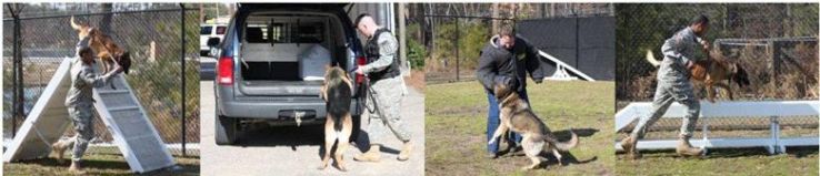 k9section.jpg