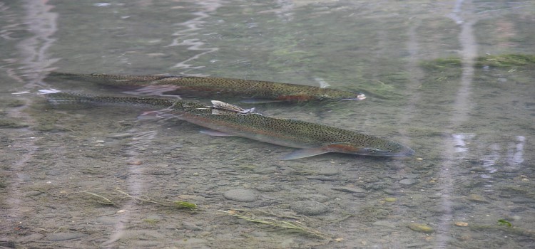 Steelhead