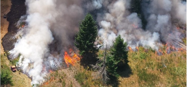 Prescribed Burns Benefit Habitat Restoration