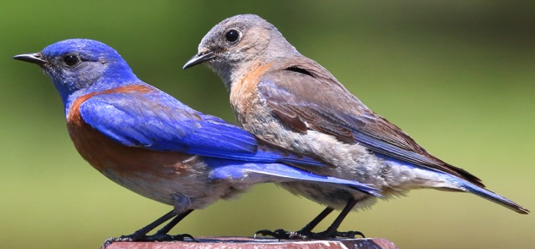 Western Bluebirds