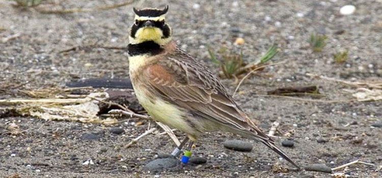Streaked Horned Lark