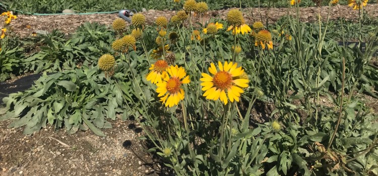 JBLM is home to native species- both flora and fauna