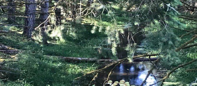Stormwater runs to creeks, lakes, and the Puget Sound on JBLM.