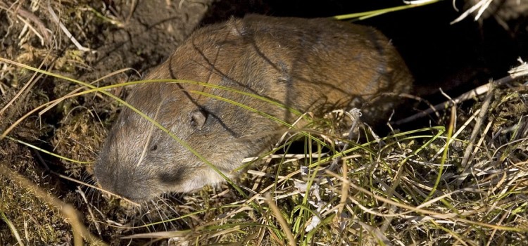 Mazama Pocket Gopher