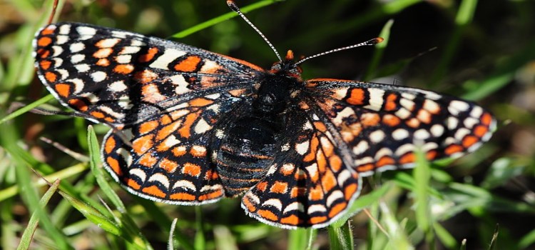 Taylors Checkerspot  Butterfly