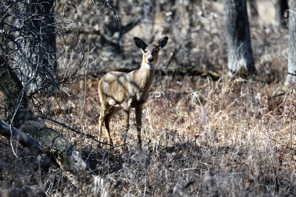 This is a photo of a deer on Fort McCoy
