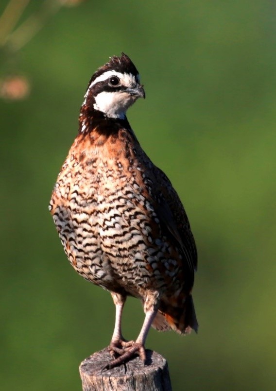 Bird1 (2).jpg