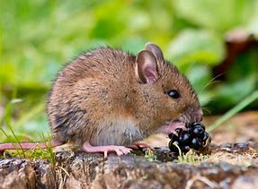 mice.jpg
