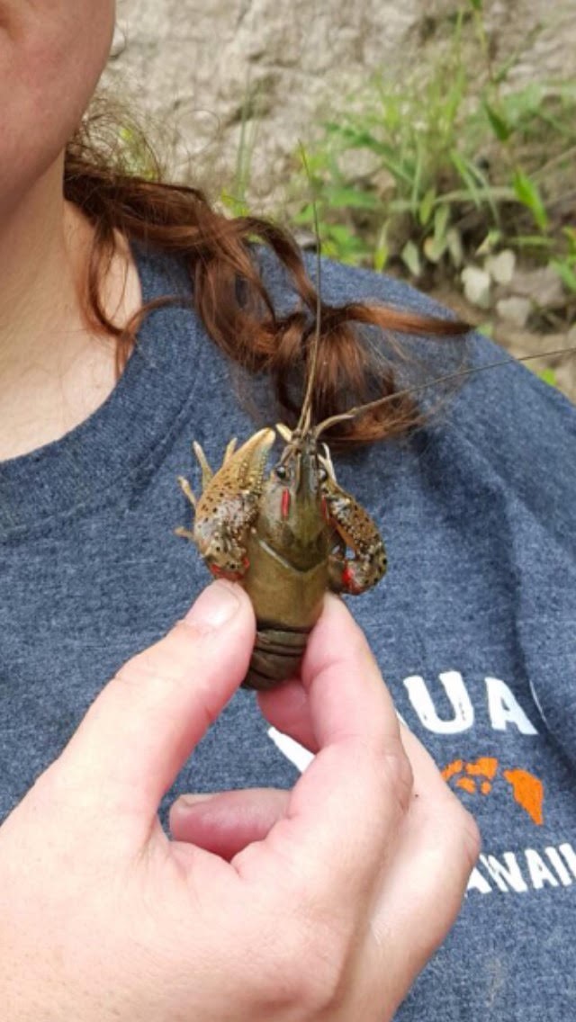 crawfish.jpg