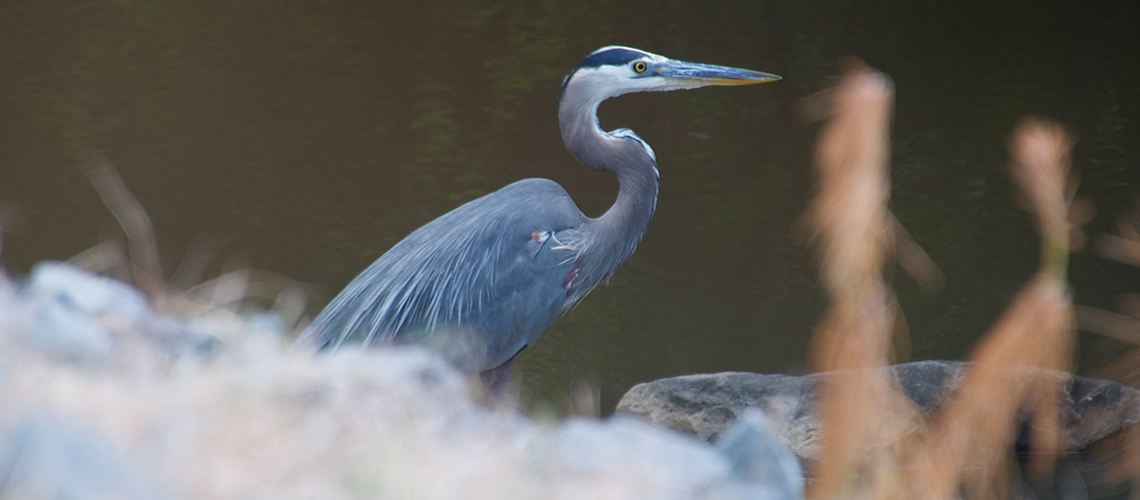 A Great Blue Heron stands guard over one of the many waterways around Fort Polk